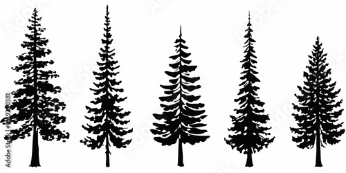 Silhouette of coniferous trees in a row showcasing varying heights