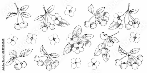 A delicate illustration of cherry and blueberry branches with detailed botanical features