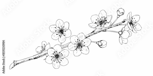 Delicate floral branch with blossoming cherry flowers in a simple sketch style