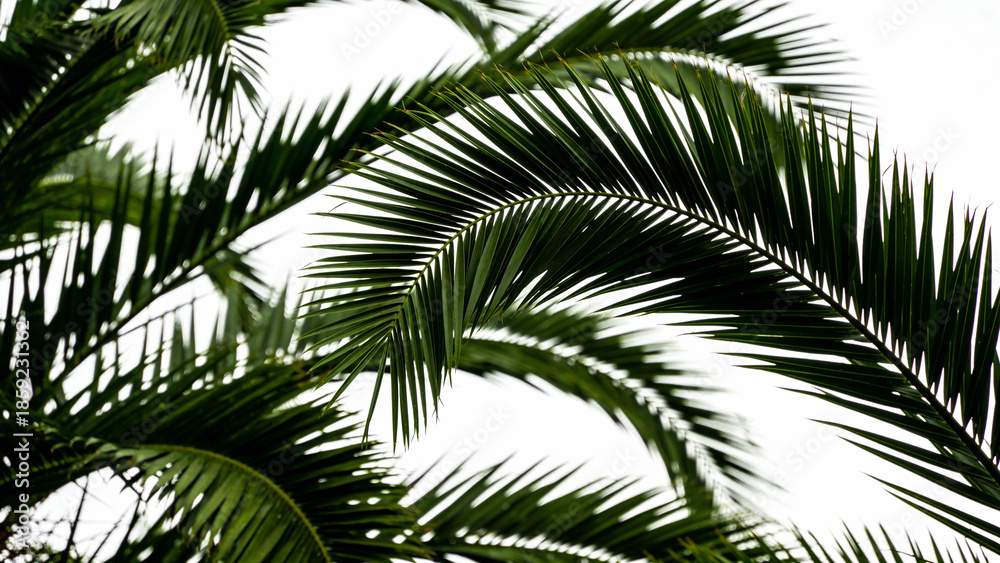 Fototapeta premium Close-up view of green palm fronds against a bright sky