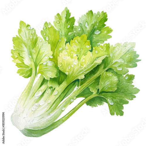 watercolor of Celery, vector, isolated on a white background.