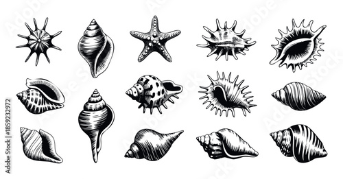 Collection of various black and white ocean seashells and a starfish depicted in a highly detailed vintage engraving style perfect for summer beach travel vacation or marine life