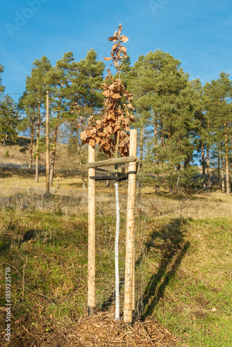 Quercus robur Stieleiche Baumpflanzung Jungbaum 10-12 mit Weißanstrich und Verbisschutz