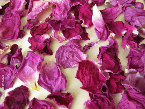 A background with a layer of dried rose petals from the beach rose, Rosa rugosa