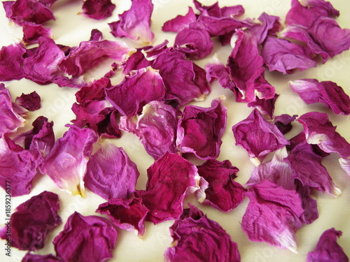 A background with a layer of dried rose petals from the beach rose, Rosa rugosa