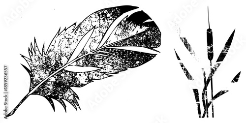 feather and reed plant vector illustration