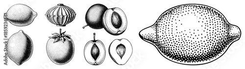 Fruit illustrations with halftone shading