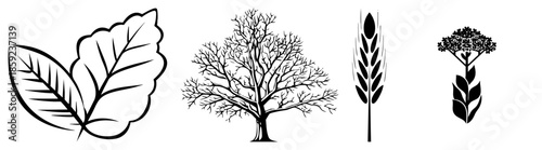 four botanical leaf tree wheat flower