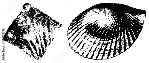 two scallop detailed black and white vector illustration