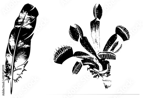 feather and venus flytrap vector illustration