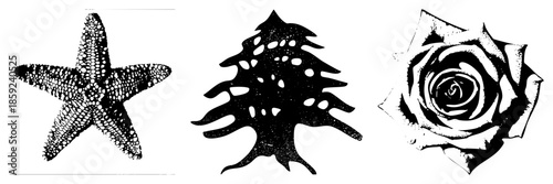 starfish conch rose black and white vector