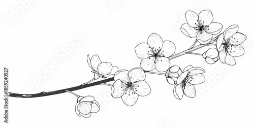 Delicate floral branch drawing showcasing blossoming cherry or plum flowers
