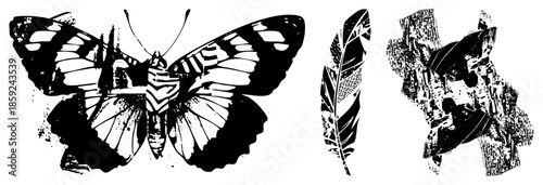 butterfly feather leaf vector illustration