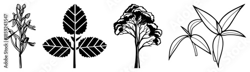 four botanical vector black and white