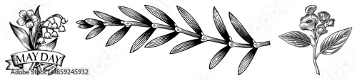 May Day and botanical illustrations