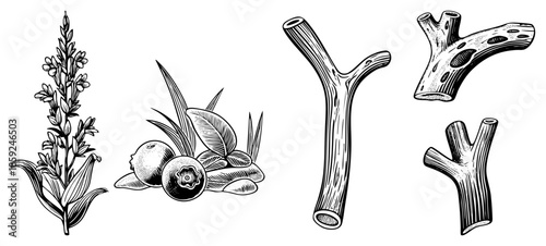 Botanical and twig illustrations in black and white art style