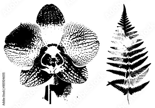 Orchid and fern vector illustration