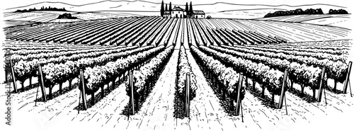 Hand draw vineyard tuscany landscape farm field in monochrome sketch style. Vintage panoramic vector illustration.
