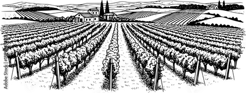 Hand draw vineyard tuscany landscape farm field in monochrome sketch style. Vintage panoramic vector illustration.
