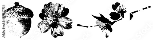 acorn flower dragonfly vector set