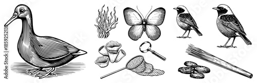 birds insects and natural specimens collection