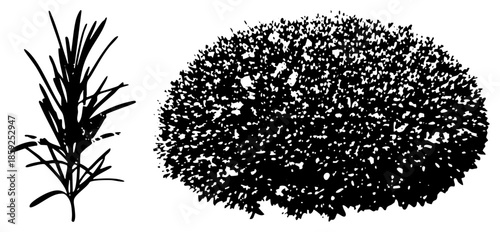 rosemary sprig and bush silhouette