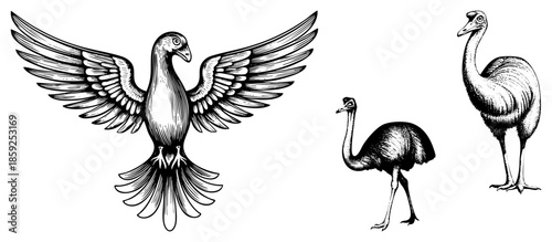 three birds illustration black and white