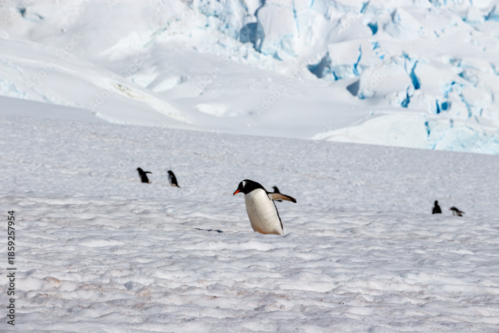 Obraz premium penguin in antarctica