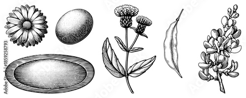 botanical and natural objects engraved illustration