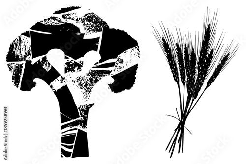 broccoli and wheat stalks vector illustration
