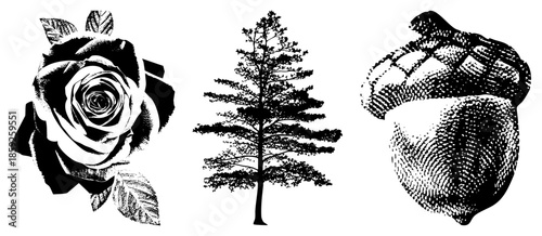 rose tree acorn black and white vector illustration