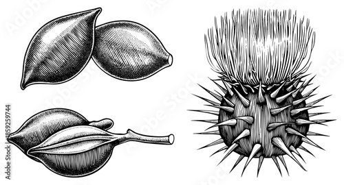 botanical seed pods and thistle head engraved illustration