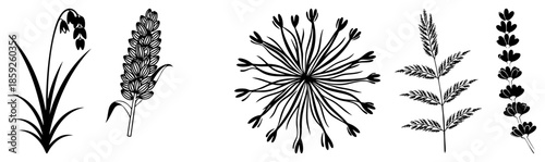 five botanical vector silhouettes black on transparent background