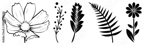 botanical illustrations flowers leaves ferns