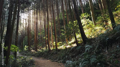 Forest scenery, beautiful sunlight, natural healing