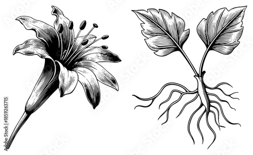 lily flower and plant root illustration