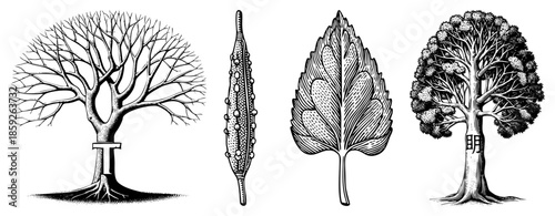 tree leaf and seed pod illustrations