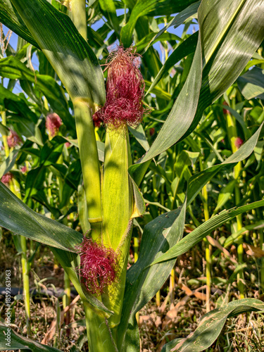 red and yellow flowers