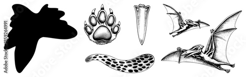 prehistoric animal silhouettes and anatomy vector set