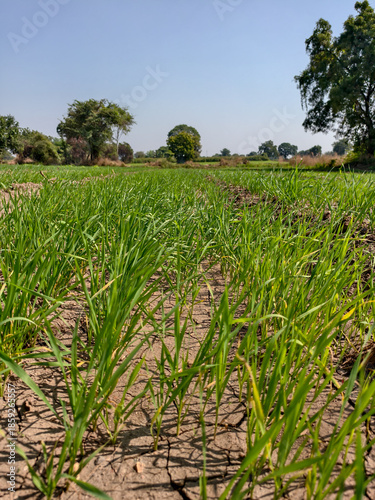 corn field and blue sky