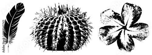 feather cactus flower vector set