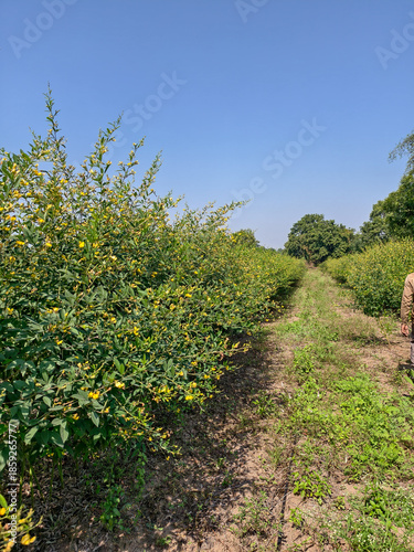 vineyard in the summer