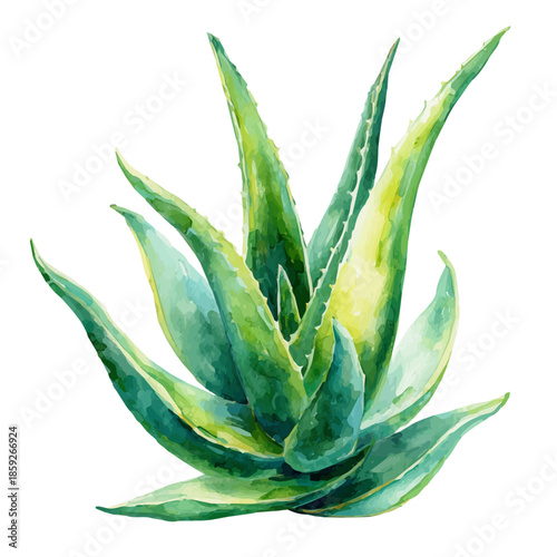 Aloe Vera, watercolor painting vector, isolated on a white background.
