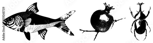 fish pomegranate beetle vector illustration