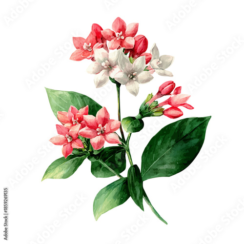 watercolor vector of Bouvardia, isolated on a white background.