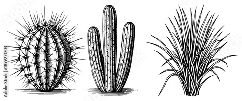 cactus and grass plants vector illustration