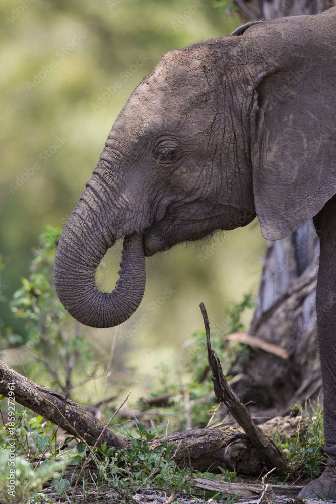 Naklejka premium Trunk nose of a young elephant as it learns to eat