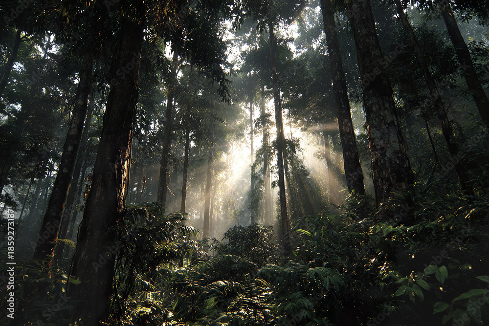 Obraz premium Sunlight filters through tall trees in dense rainforest, illuminating lush green vegetation and creating serene, misty atmosphere in this vibrant natural habitat