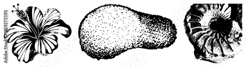 Hibiscus flower avocado seed nautilus vector illustration set