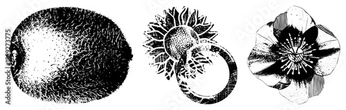 kiwi fruit sunflower poppy vector illustrations